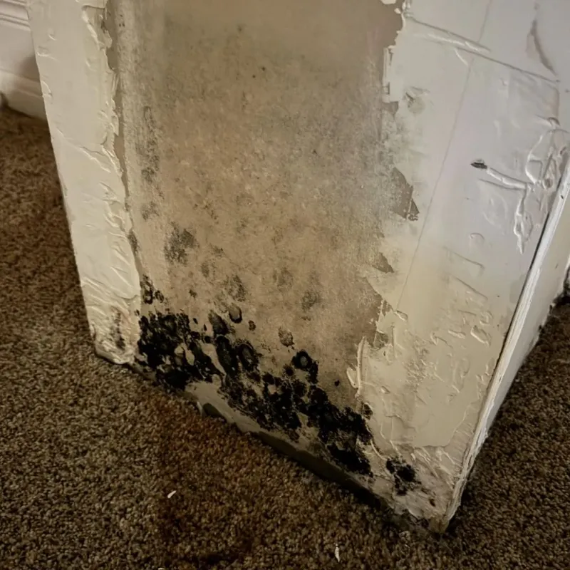 Professional Mold Removal in Metzger, OR